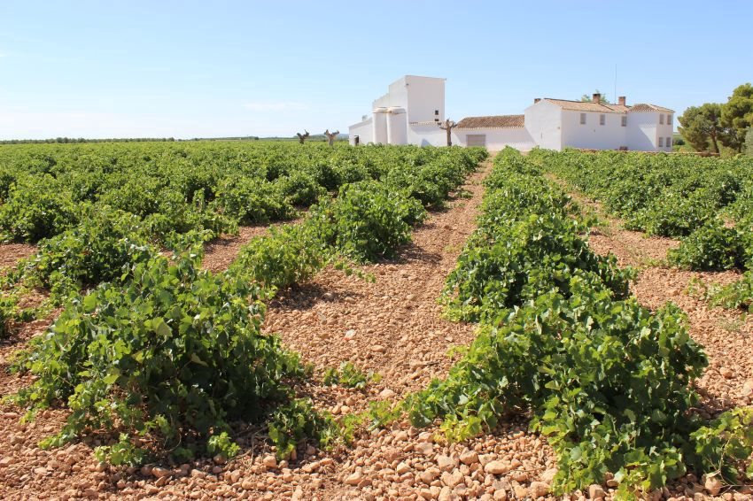 Vinos y bodegas