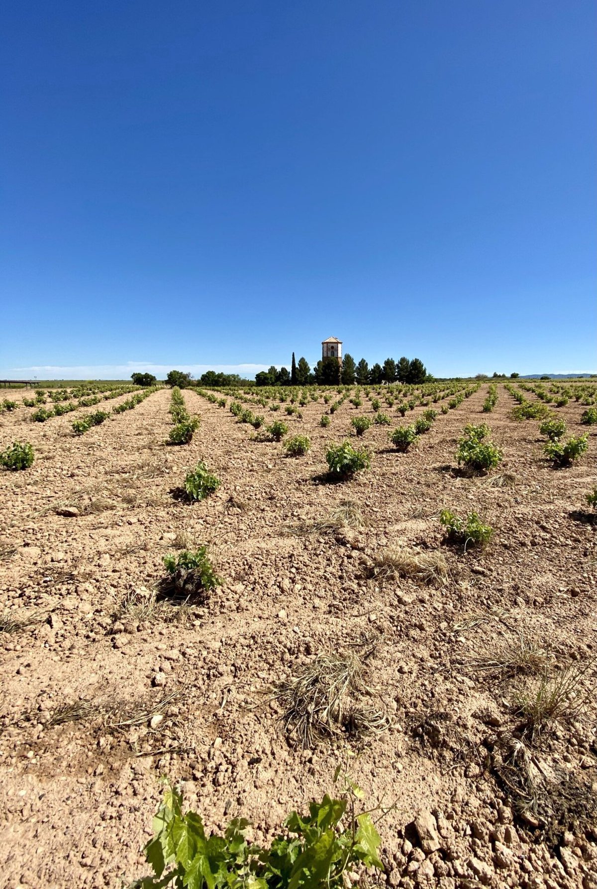 Campos, encinas y cielos